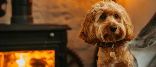 Cosy Dog Friendly Pubs and Cafes In Cornwall