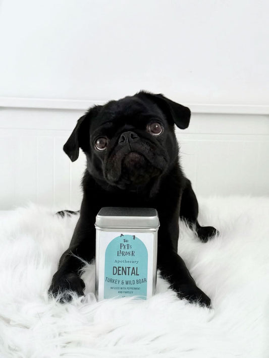 Black pug sitting next to a 'The Pets Larder' dental product container on a white background